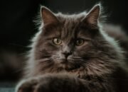 7 Fakta Menarik Mengenai Kucing Maine Coon